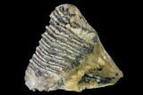 Fossil Woolly Mammoth Upper M Molar - North Sea Deposits #149826-2